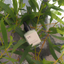 Phytonutrient Peptide Serum